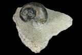 Ordovician Gastropod Fossil - Morocco #164092-1